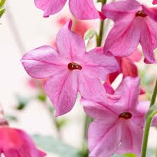 Image result for Nicotiana x sanderae
