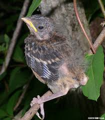 Image result for Pipilo erythrophthalmus