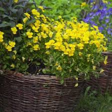 Attēlu rezultāti vaicājumam “Viola x williamsii flower”