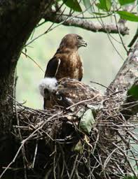 Attēlu rezultāti vaicājumam “Buteo buteo nest”