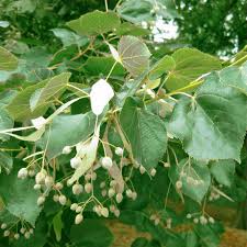 Attēlu rezultāti vaicājumam “Tilia x moltkei”