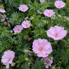 Attēlu rezultāti vaicājumam “Geranium sanguineum”