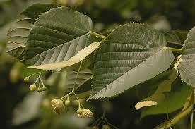 Attēlu rezultāti vaicājumam “Tilia x moltkei leaf”