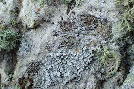 Attēlu rezultāti vaicājumam “Lecanora argentata”