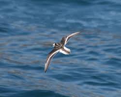 Attēlu rezultāti vaicājumam “Phalaropus lobatus”