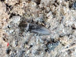 Attēlu rezultāti vaicājumam “Cidnopus aeruginosus”