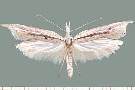 Attēlu rezultāti vaicājumam “Lyonetiidae”