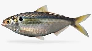 Image result for Dorosoma cepedianum