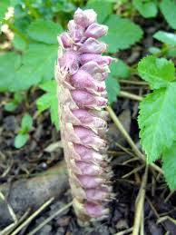 Attēlu rezultāti vaicājumam “Lathraea squamaria”