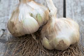 Attēlu rezultāti vaicājumam “Allium sativum”