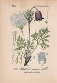 Image result for Kuhschelle