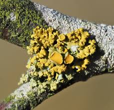 Attēlu rezultāti vaicājumam “Xanthoria polycarpa”
