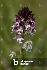 Attēlu rezultāti vaicājumam “Orchis ustulata flower”