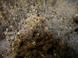 Attēlu rezultāti vaicājumam “Pilobolus crystallinus”