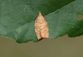 Attēlu rezultāti vaicājumam “Pandemis corylana”