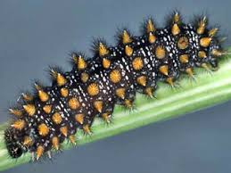 Attēlu rezultāti vaicājumam “Mellicta athalia underside”