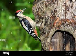 Attēlu rezultāti vaicājumam “Dendrocopos major juvenile”
