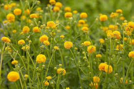 Attēlu rezultāti vaicājumam “Ranunculus acris flower”