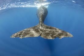 Image result for Physeter macrocephalus