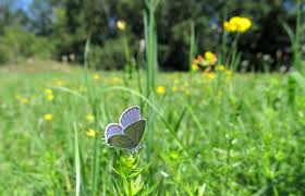 Attēlu rezultāti vaicājumam “Everes argiades male”