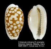 Attēlu rezultāti vaicājumam “Cribraria cancellata young”