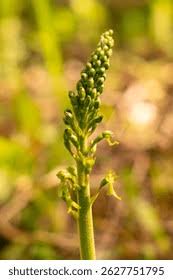 Attēlu rezultāti vaicājumam “Listera ovata flower”