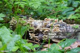 Attēlu rezultāti vaicājumam “Plicaturopsis crispa”