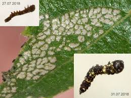 Attēlu rezultāti vaicājumam “Falcaria lacertinaria”