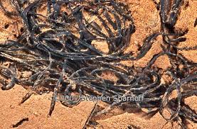 Attēlu rezultāti vaicājumam “Nostoc commune”