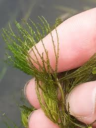 「金魚藻」的圖片搜尋結果