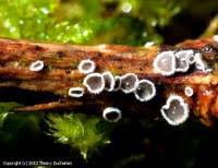 Attēlu rezultāti vaicājumam “Lachnella alboviolascens”