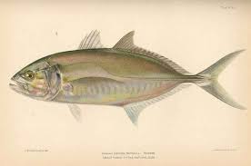 Image result for Caranx crysos