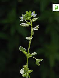 Attēlu rezultāti vaicājumam “Veronica agrestis leaf”