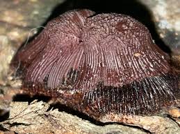 Attēlu rezultāti vaicājumam “Symphytocarpus flaccidus spores”