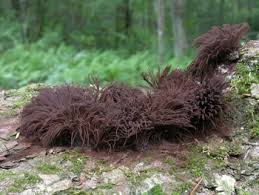 Attēlu rezultāti vaicājumam “Stemonitis splendens spores”