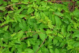 Attēlu rezultāti vaicājumam “Calystegia sepium leaf”