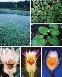 Attēlu rezultāti vaicājumam “Nymphaeaceae”