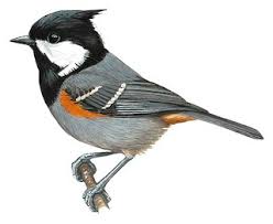 Attēlu rezultāti vaicājumam “Periparus ater”