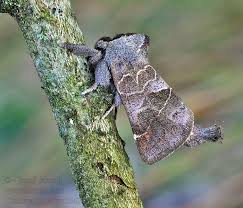 Attēlu rezultāti vaicājumam “Clostera pigra”