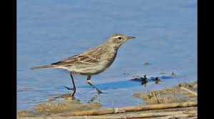 Image result for Anthus spinoletta