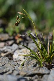 Attēlu rezultāti vaicājumam “Carex capillaris”