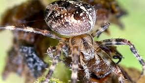 Attēlu rezultāti vaicājumam “Araneus diadematus juvenile”