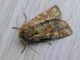 Attēlu rezultāti vaicājumam “Apamea sordens”