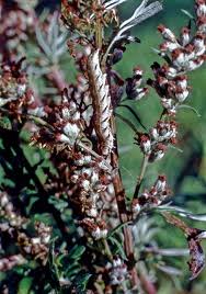 Attēlu rezultāti vaicājumam “Cucullia fraudatrix”