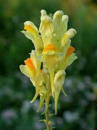 Image result for Linaria vulgaris