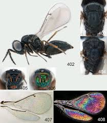 Attēlu rezultāti vaicājumam “Cystiphora sanguinea”