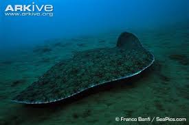 Image result for Gymnura natalensis