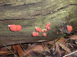 Attēlu rezultāti vaicājumam “Tubifera ferruginosa (subsp. ferruginosa)”
