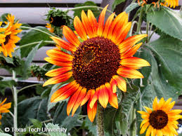 Attēlu rezultāti vaicājumam “Helianthus annuus flower”