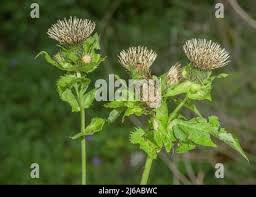 Attēlu rezultāti vaicājumam “Cirsium oleraceum leaf”